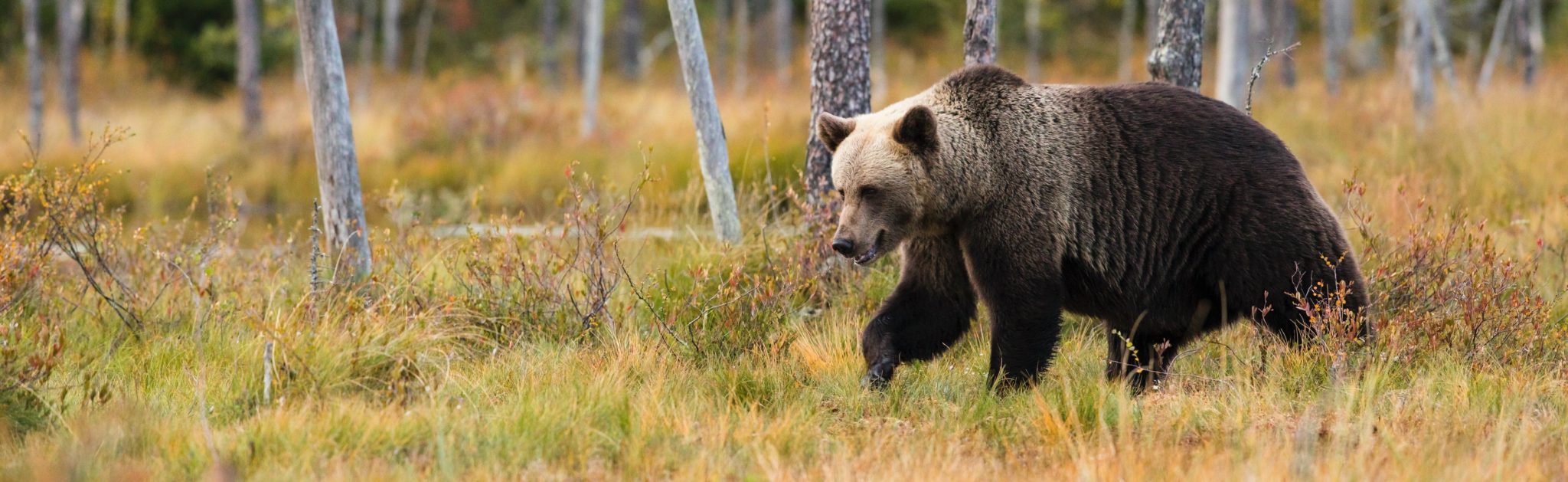 медведь в новосибирске фото